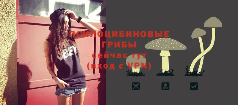 как найти   Подпорожье  Галлюциногенные грибы Psilocybe 